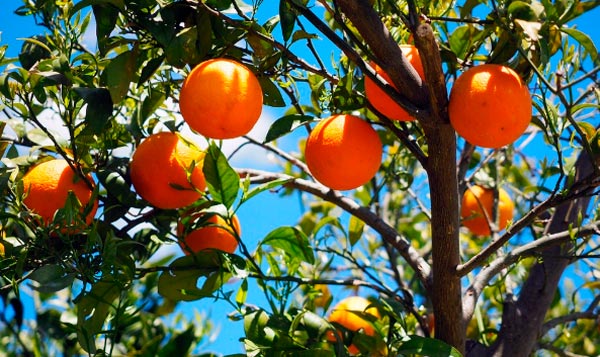 naranjas fuentes naturales de vitamina C