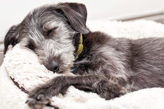 descanso de los perros